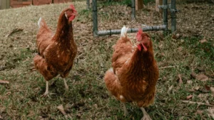 ISA Brown Chicken Breed