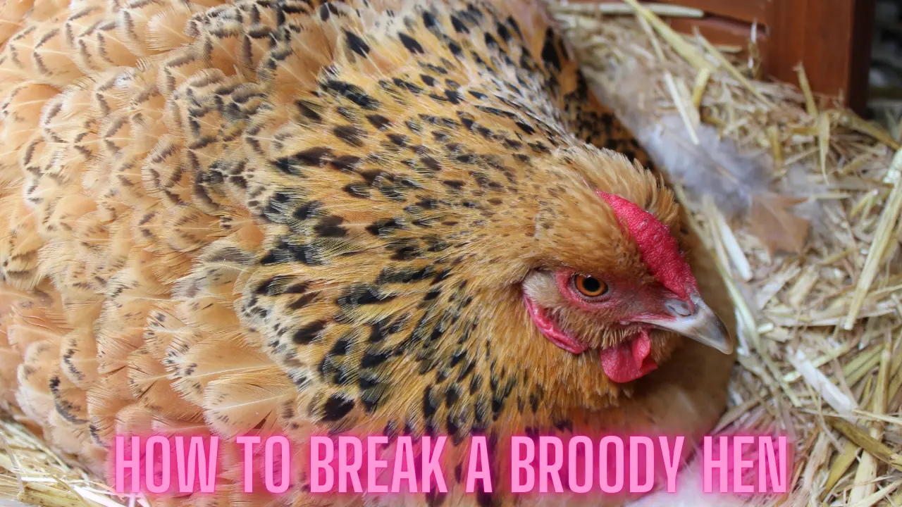 How to Break a Broody Hen