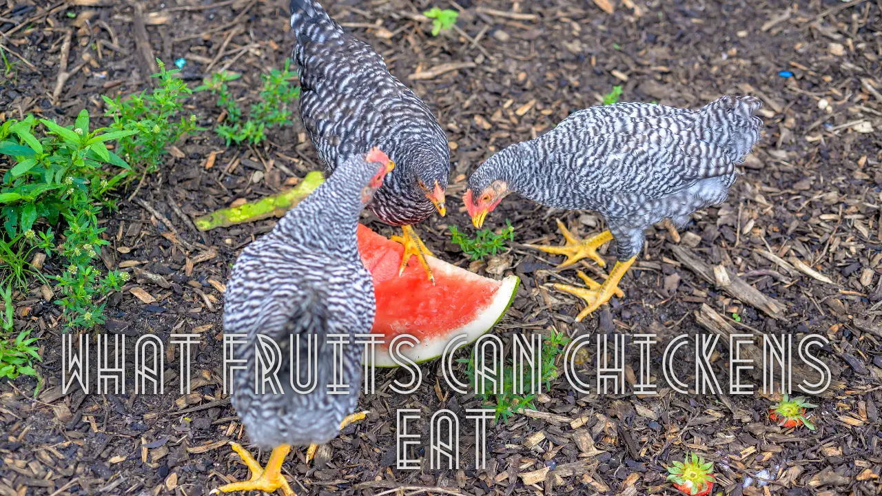 What Fruits Can Chickens Eat