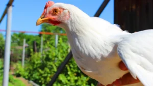 leghorn chicken breed