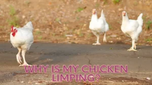 Why is My Chicken Limping?