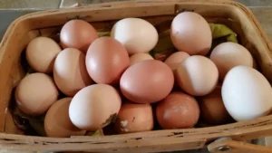 how do i know if my chickens have worms