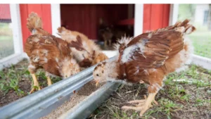 What Do Baby Chicks Eat?