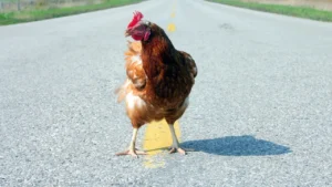 Why is My Chicken Limping?