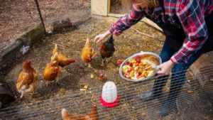What Fruits Can Chickens Eat