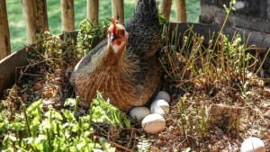 how do i know if my chickens have worms