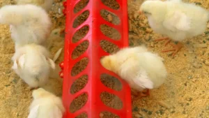 What Do Baby Chicks Eat?