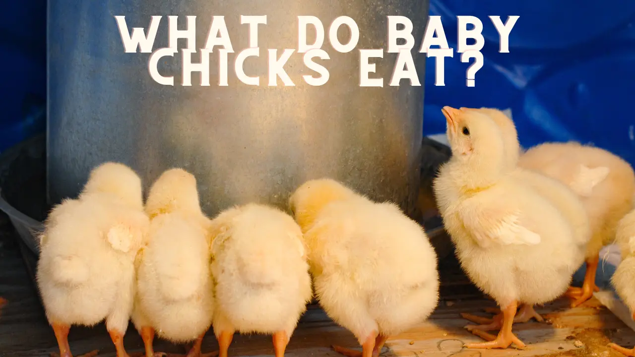 What Do Baby Chicks Eat?