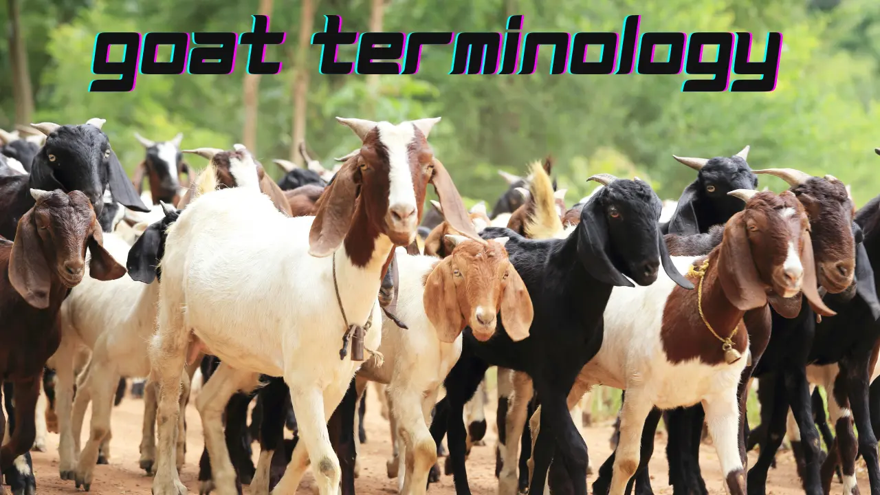 Goat Terminology