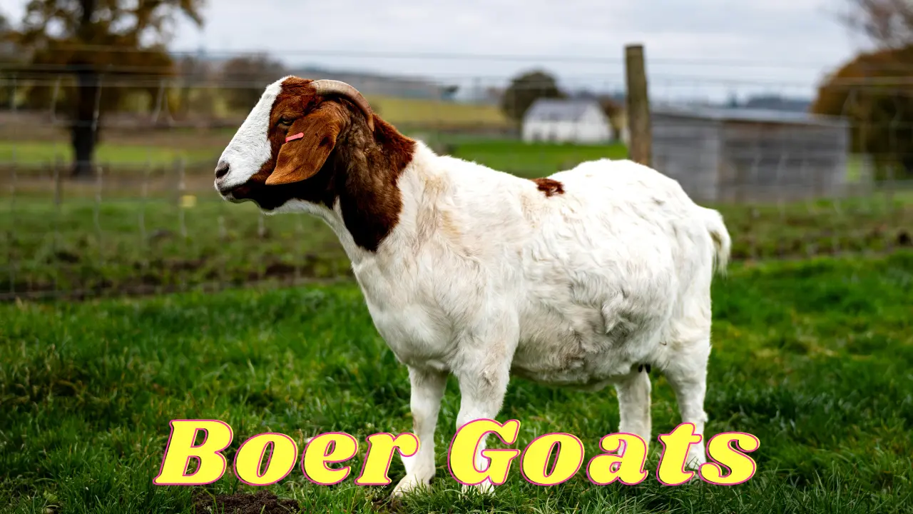 boer goats