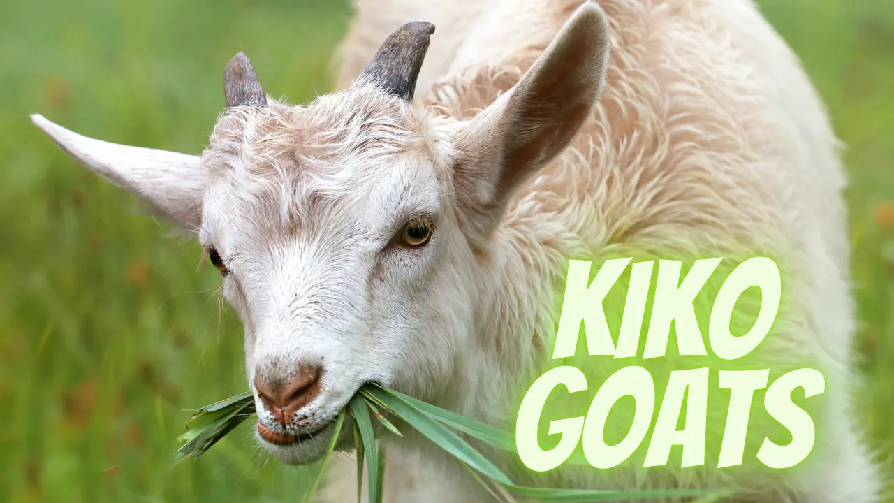 kiko goats
