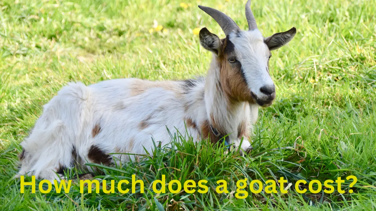 How much does a goat cost