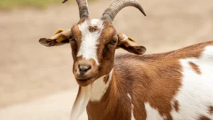 old lady goat names