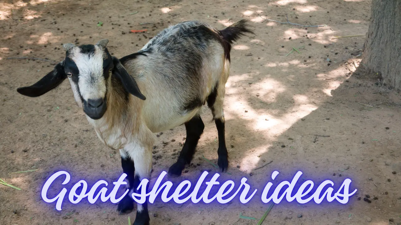 goat shelter ideas