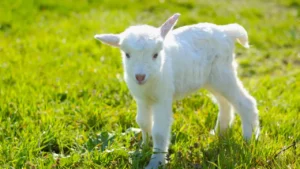 What Does "Kid Goat" Mean?