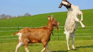 kiko goats