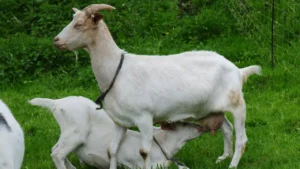 Goat Farming: A Comprehensive Guide
