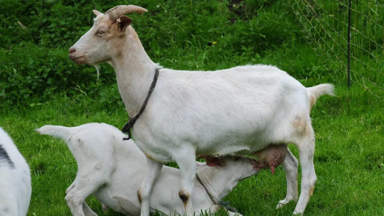 Goat Farming: A Comprehensive Guide