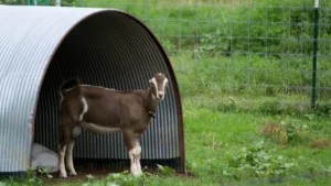 10x12 Winter Goat Shelter Designs