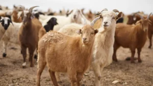 Goat Terminology