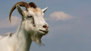 kiko goats
