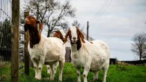 How much does a goat cost