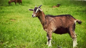 old lady goat names
