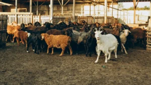 Goat Terminology