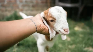 baby goat